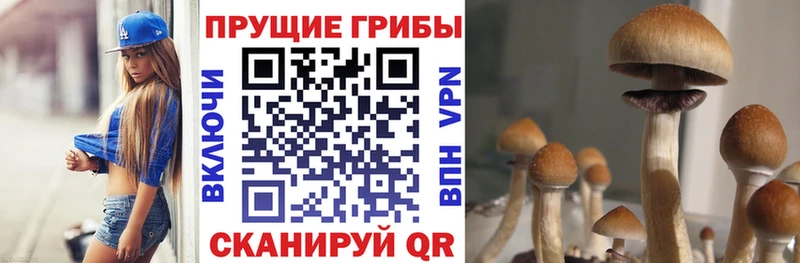 Псилоцибиновые грибы Psilocybe  Арзамас 